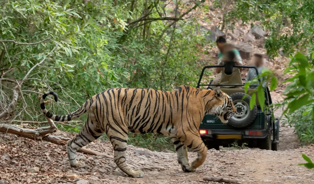 Tiger in jungle spotted on a jeep safari from very close Tiger in jungle spotted on a jeep safari from very close