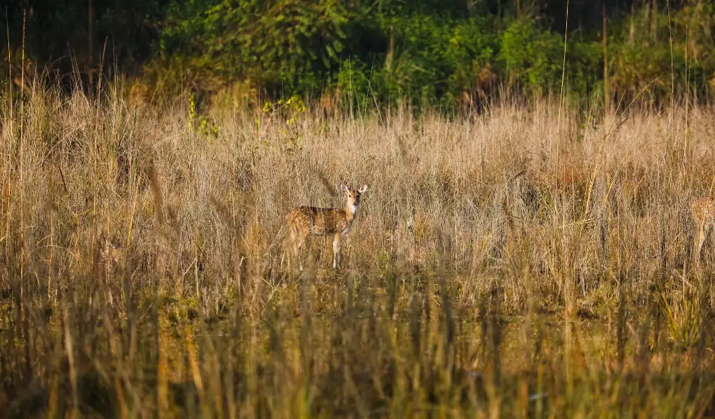 Winter morning at corbett National Park and the trail for safari. The spotted deer is on its highest attention sensing tiger or any other predator nearby Winter morning at corbett National Park and the trail for safari. The spotted deer is on its highest attention sensing tiger or any other predator nearby