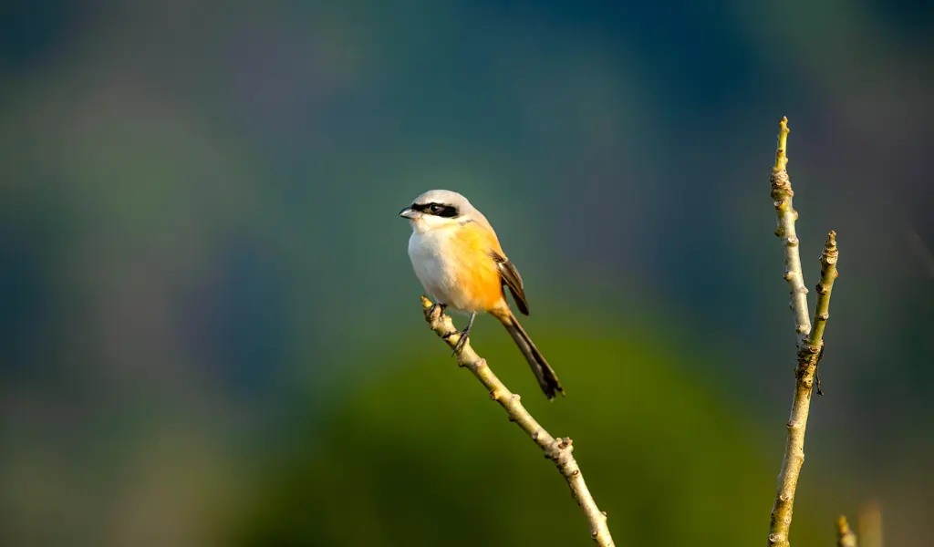 birds of Corbett National Park birds of Corbett National Park