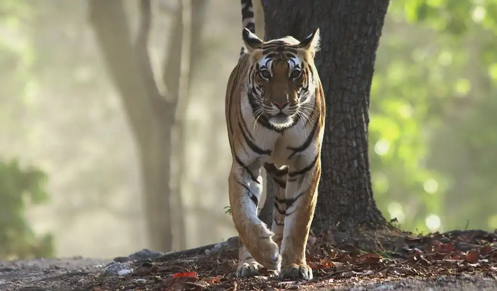 DJ9 spotted during the morning safari in kanha national park