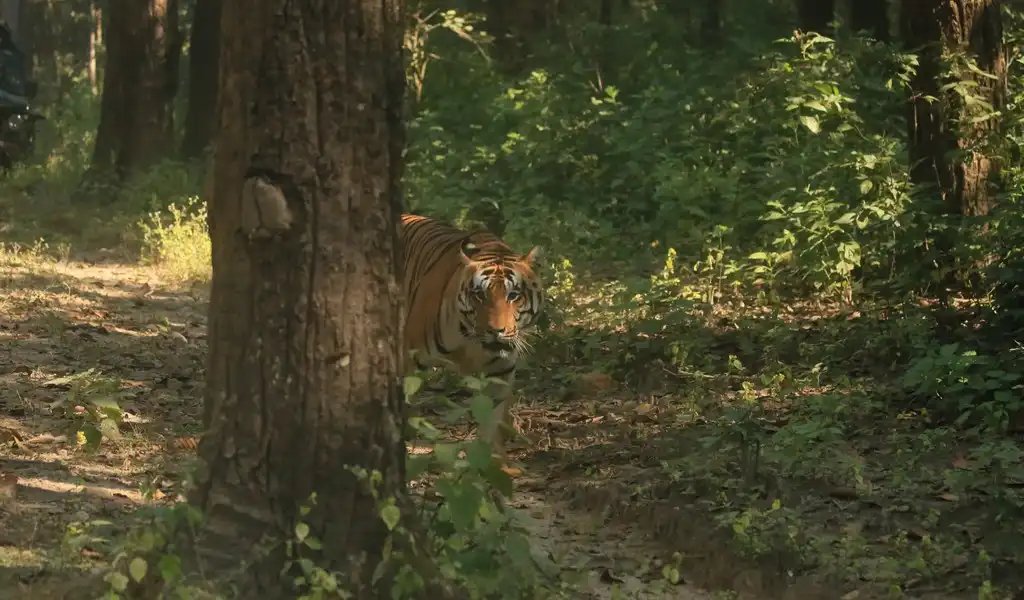 male tiger noticed jeeps in mukki zone