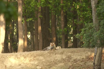 male tiger siting in kanha zone of kanha national park. Report of kanha tiger sightings