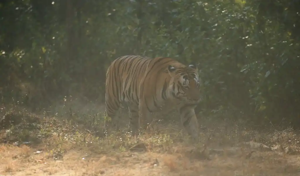 tiger spotted in kanha zone with natural dusty surrounding