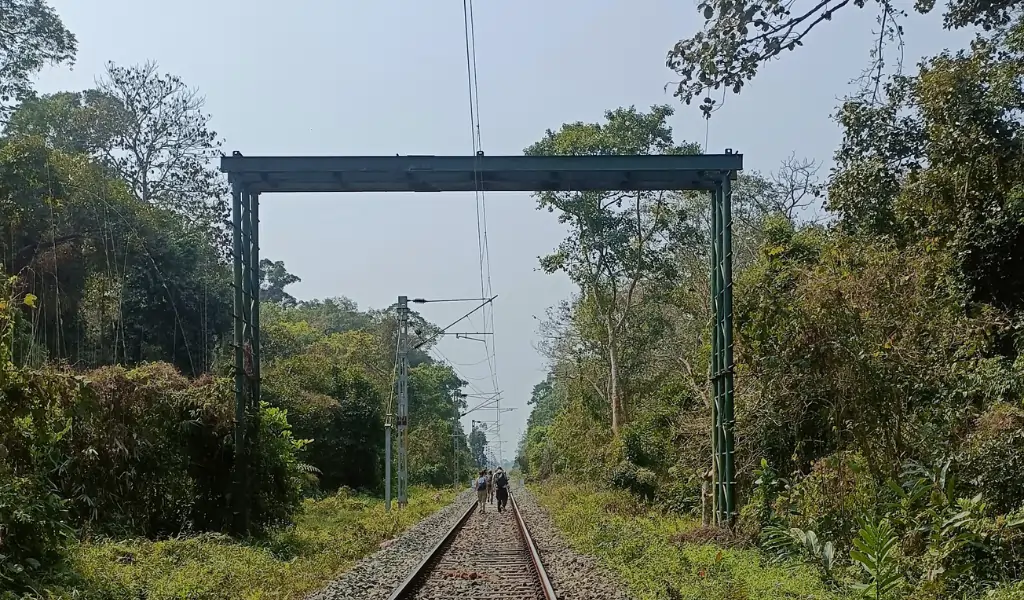 Canopy bridge over railhead for safe crossing of gibbons in gibbon sanctuary