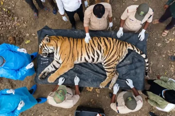Communicable Animal Diseases A Tragic Death of Tigers