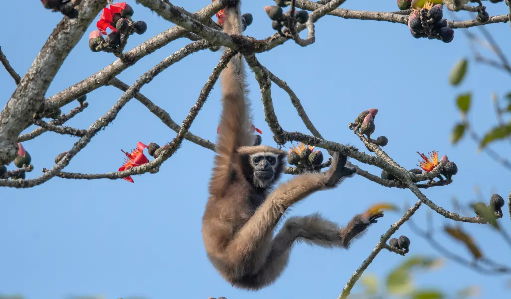 Hoolock gibbon female Dehing Dehing Patkai Wildlife Sanctuary, Assam, India