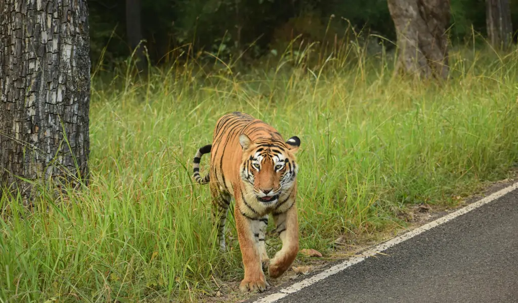 Majestic Bengal Tiger Walking Along Forest Road