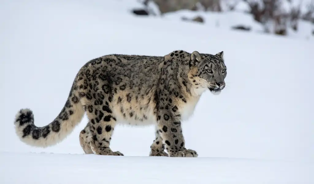 Portrait of Snow Leopard Walking in the Snow
