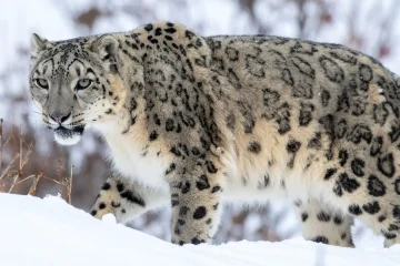 Snow leopard expedition in India Kibber & Hemis explained for first timers