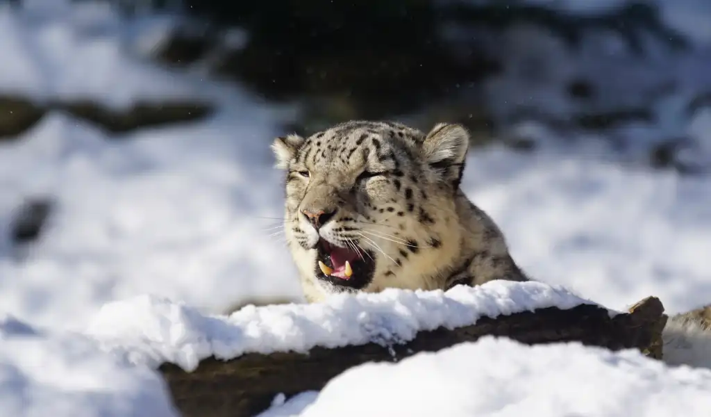 Snow leopard roaring in snowy habitat