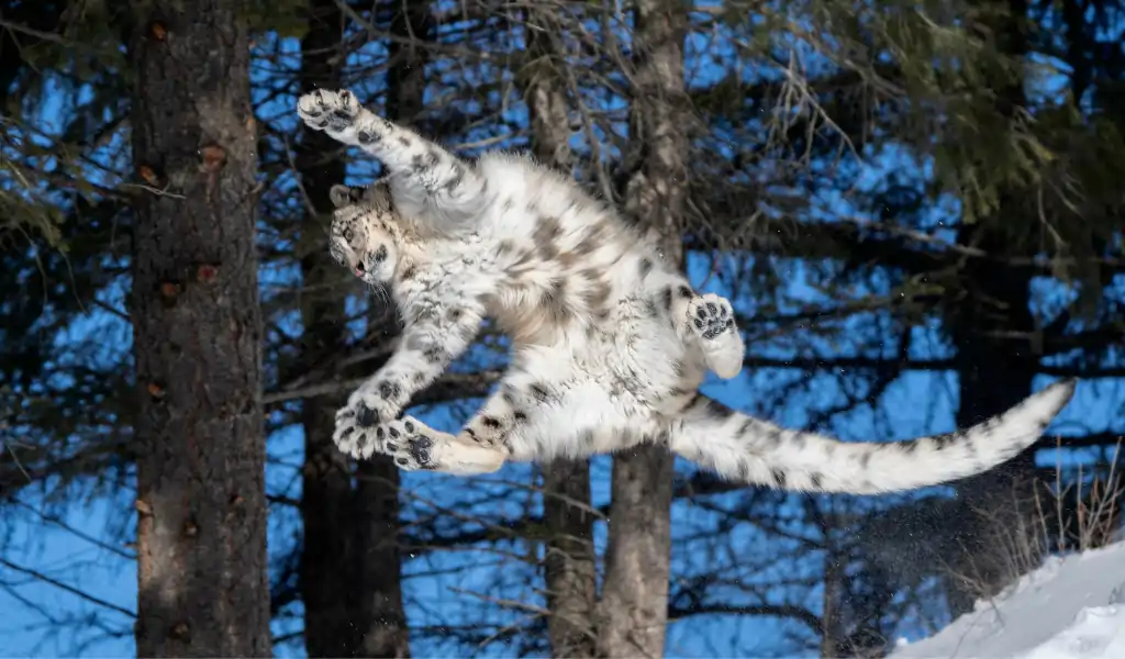 snow leopard falling from mountain top
