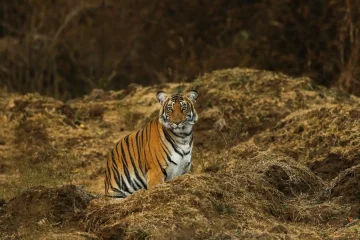 How Do You Count 3,600 Tigers Inside the World's Largest Wildlife Survey