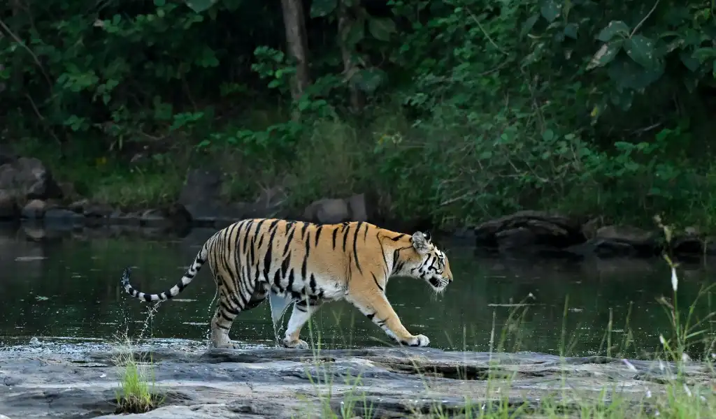 Majestic Bengal Tiger Walking by Jungle