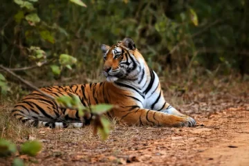Resting Bengal Tiger in Rajasthan Forest - wildlife documentaries