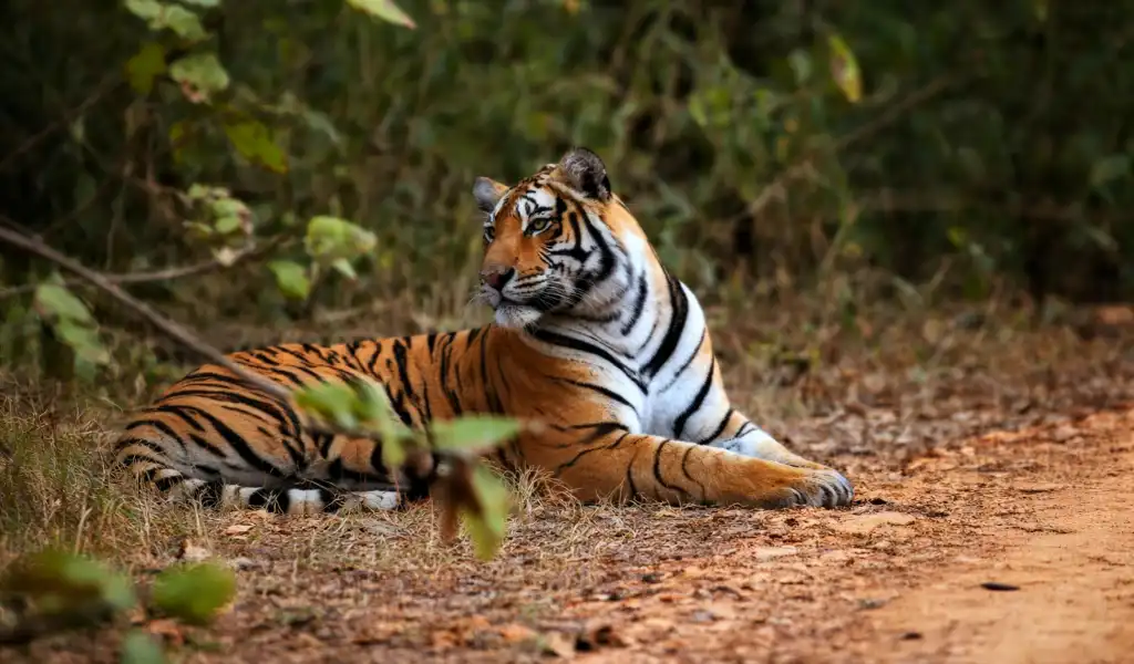 Resting Bengal Tiger in Rajasthan Forest⁠.png