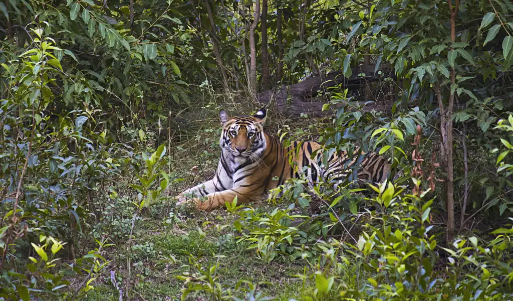 Tiger Panthera tigris tigris. Sanjay dubri Tiger Reserve Madhya Pradesh India.png