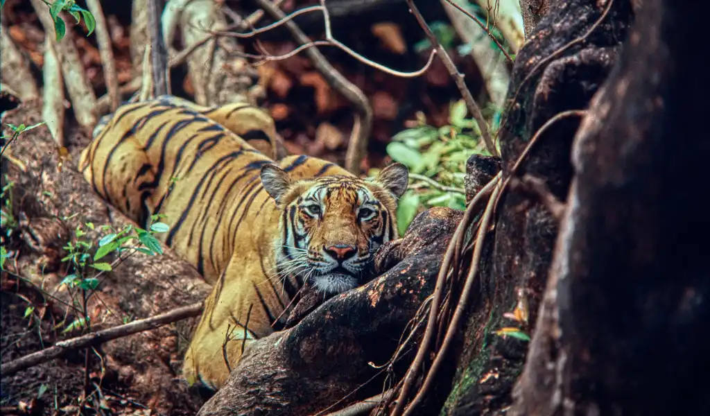 Tiger at Bandhavgarh National Park Tiger reserve Umaria Madhya Pradesh⁠.png