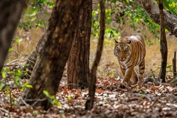 Tiger walking in the Tala Safari Zone of Bandhavgarh National Park in India