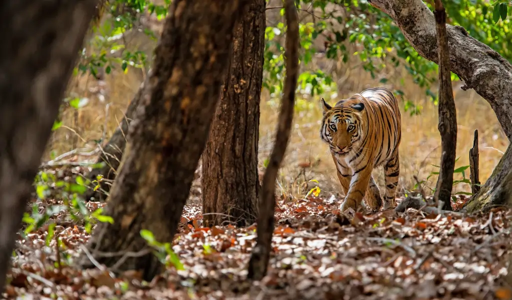 Tiger walking in the forest of Bandhavgarh National Park in India Tiger walking in the forest of Bandhavgarh National Park in India