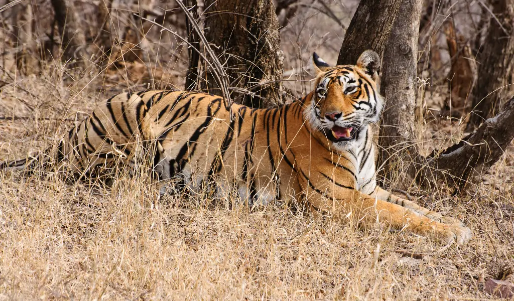 ranthambore tiger reserve forest in India ranthambore tiger reserve forest in India