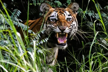 tiger relocation projects in india