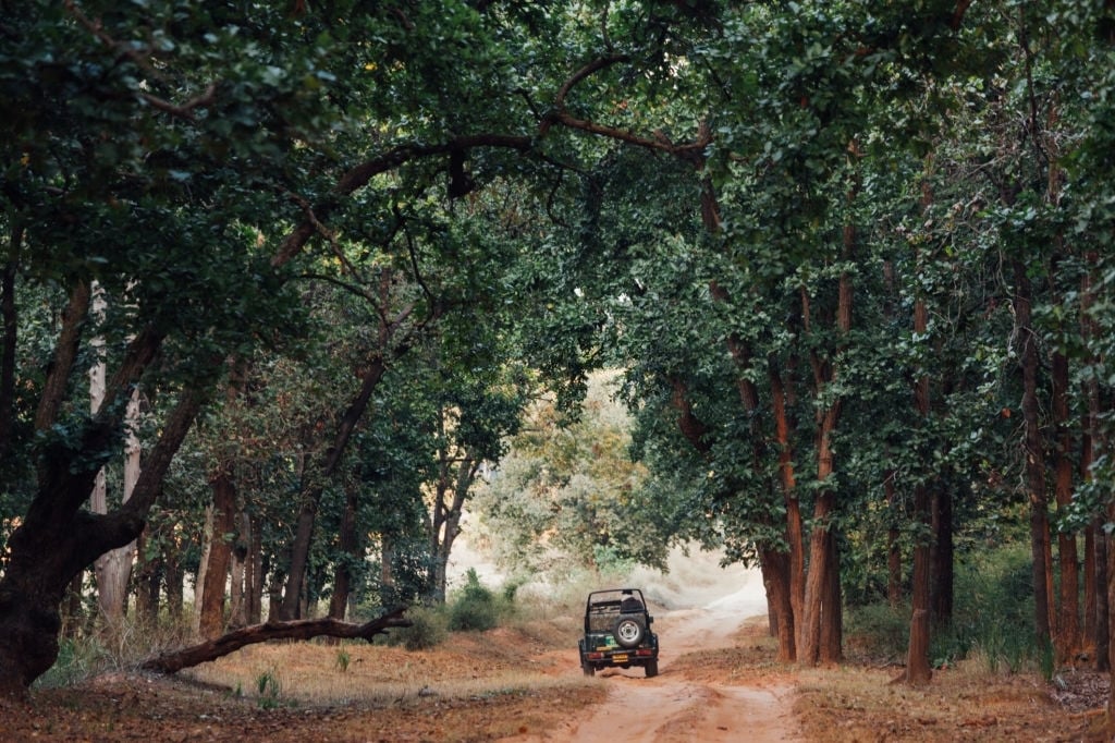 top 3 tiger safari parks of madhya pradesh