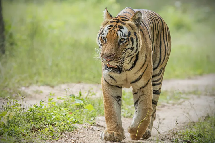 chota munna tiger