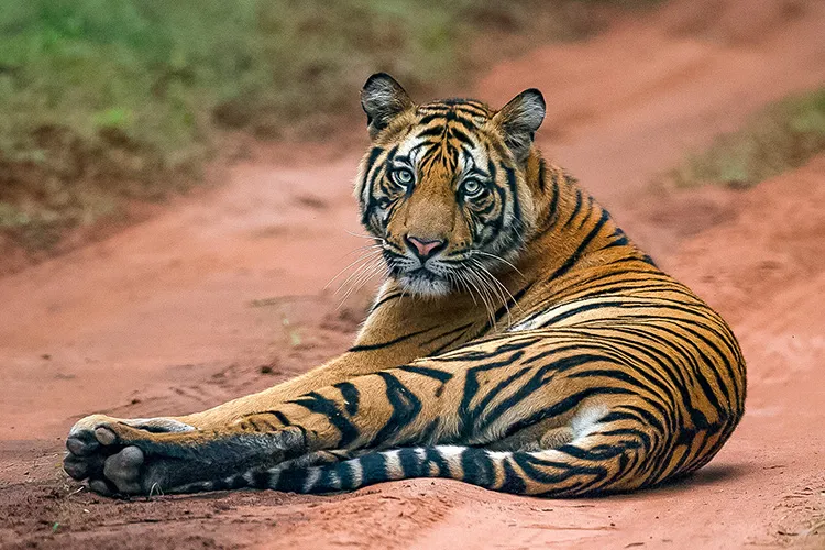 sub adult tigers sitting on road in bandhavgarh