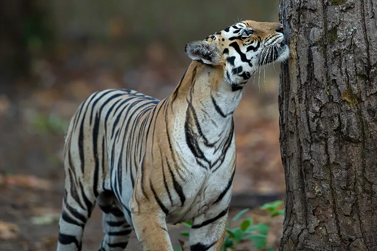 MV3 tiger at Kanha