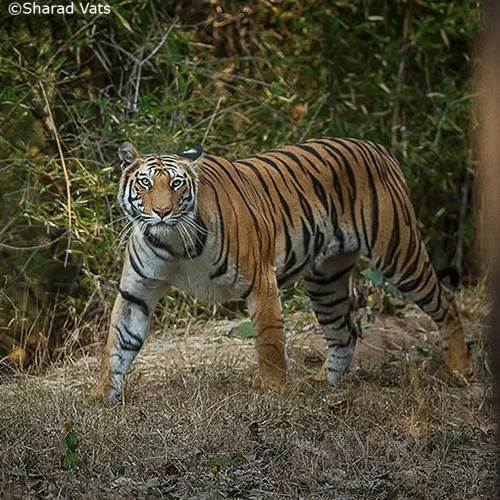 tiger population in india