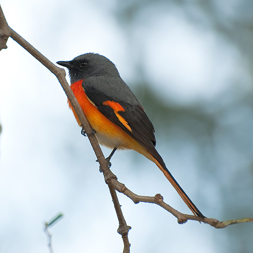 Bandhavgarh Minivet - Bird
