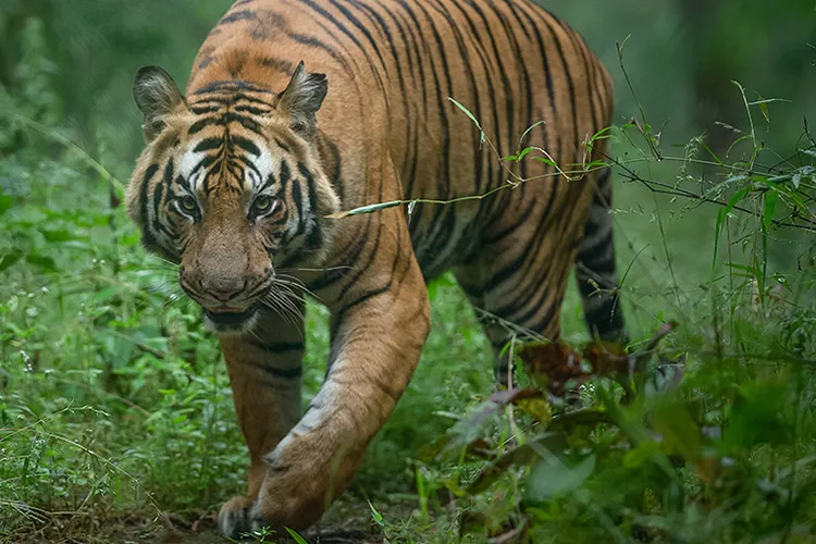 Bandhavgarh Male Cub Tiger