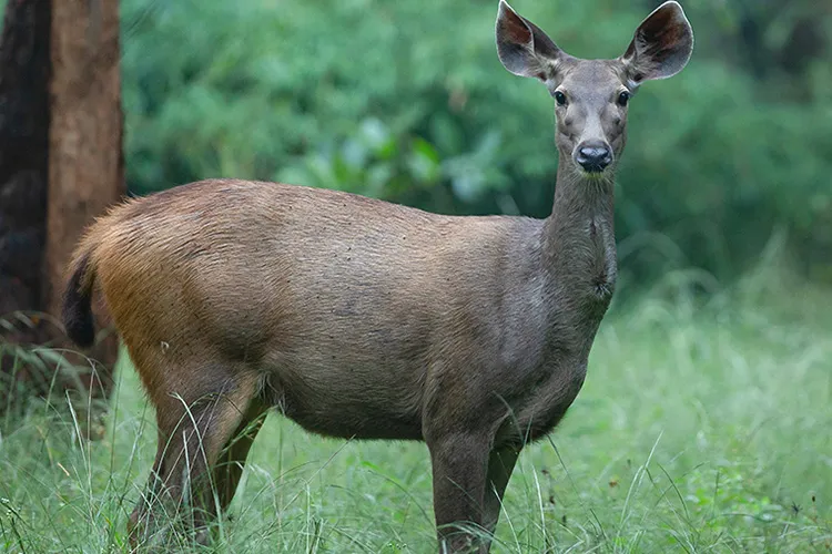 Bandhavgarh Female Sambar