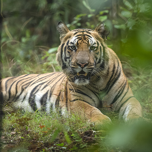 Bandhavgarh Tiger Male Cub