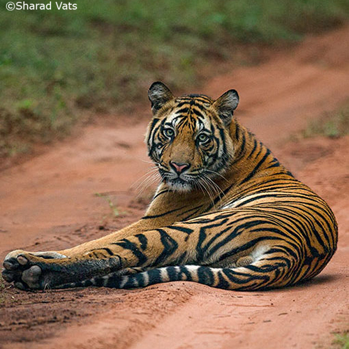 Future of the tiger in India