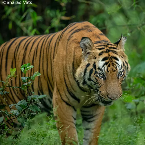 Tiger Reserves and National Parks India - Tiger Safari India