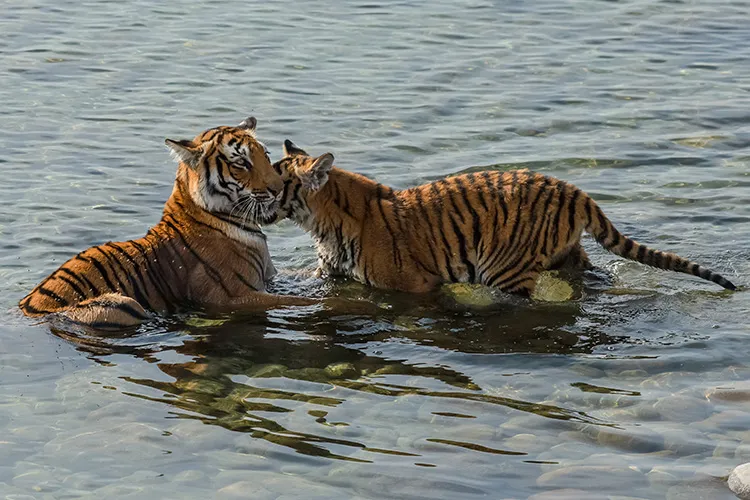 The Bengal Tigers of India