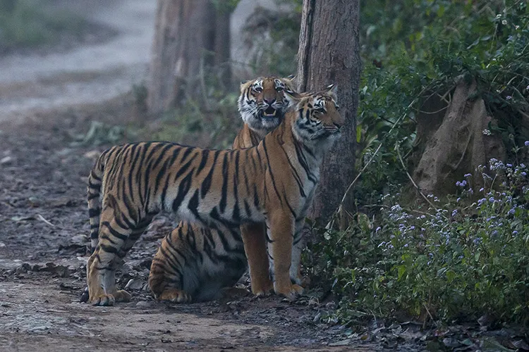 sub adult tigers at dhikala