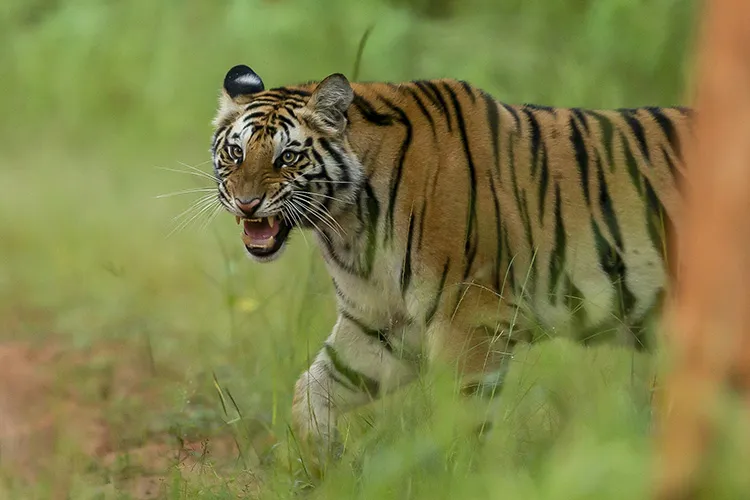 The Royal Bengal Tiger