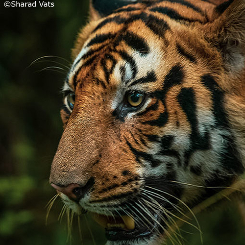 The Royal Bengal Tiger