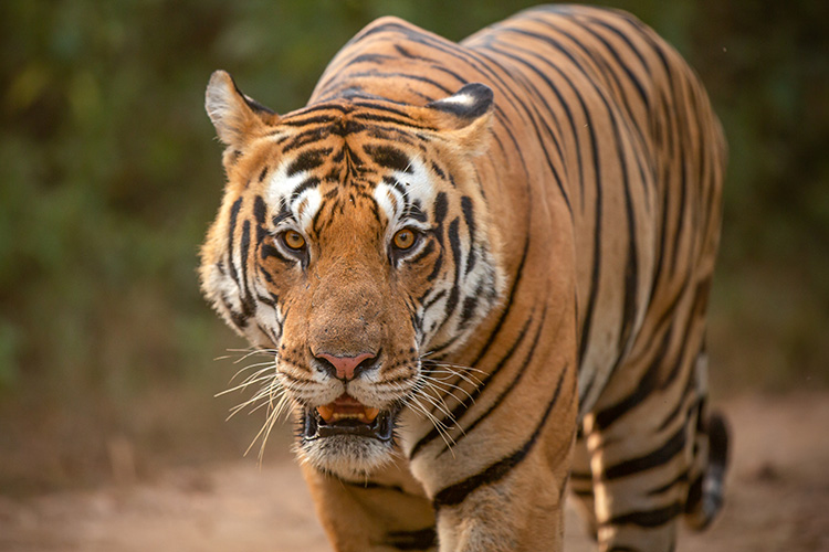 big cat in kanha