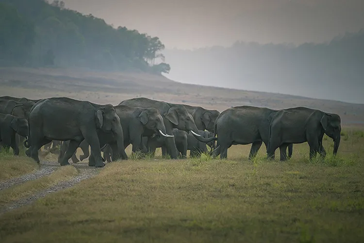 Corbett Elephant Herd