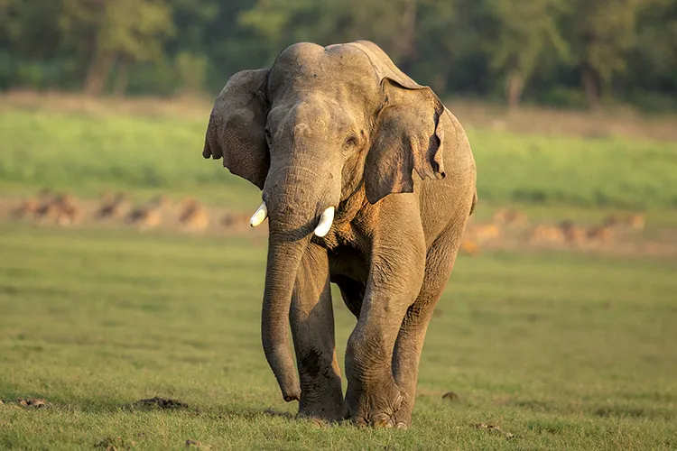 Elephant running in corbett