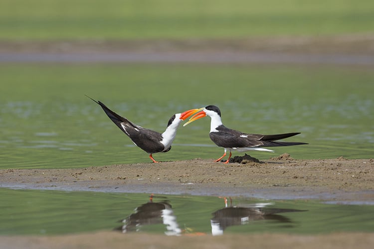 Indian Skimmer on the banks of chambal river