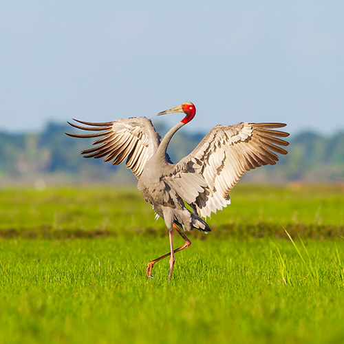 Dudhwa Sarus Crane