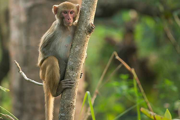 Dudhwa national park Monkey