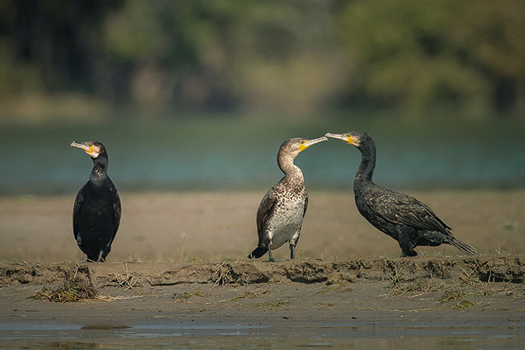 Dudhwa national park Birds