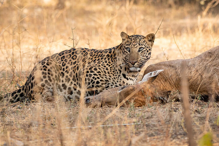 fauna leopards of india