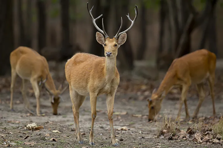 Barasinghas in Kanha