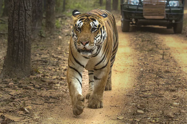 male big tiger in kanha